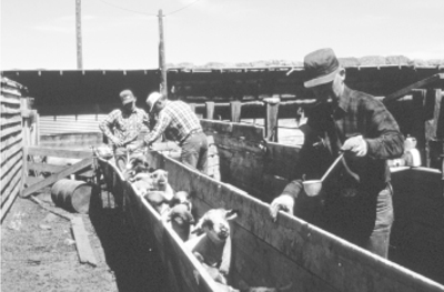 Figure. After shearing, treat sheep for external parasites with a pour-on dust, spray, or dip. Many producers with closed herds have completely eliminated the sheep ked with successive treatments and no longer have to apply insecticides after shearing.